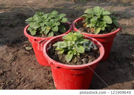 Petunia axillaris flower plant on pot Petunia axillaris flower plant on pot 121909649
