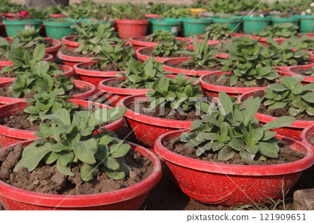 Petunia axillaris flower plant on pot Petunia axillaris flower plant on pot 121909651