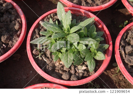 Petunia axillaris flower plant on pot 121909654