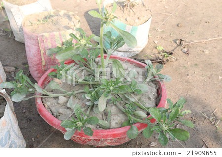 Petunia axillaris flower plant on pot Petunia axillaris flower plant on pot 121909655