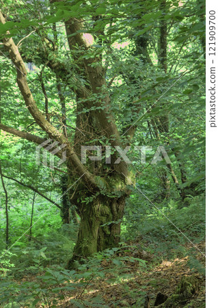 tree with twisted branches tree with twisted branches 121909700