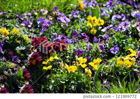 Pansy flower background. Multicolored spring flowers in the garden. Pansy flower background. Multicolored spring flowers in the garden. 121909772