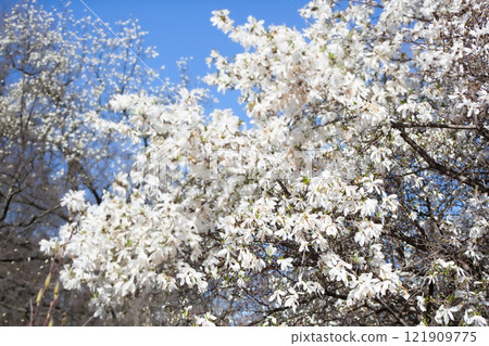 White magnolia and blue sky in spring. Floral background. Flowering trees. Nature. White magnolia and blue sky in spring. Floral background. Flowering trees. Nature. 121909775