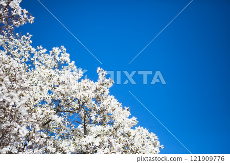White magnolia and blue sky in spring. Floral background. Flowering trees. Nature. Copy space. 121909776