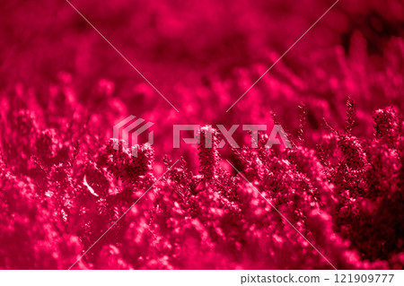 Heather flowers in the garden. Floral background. Red flower. Viva Magenta 121909777