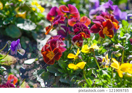 Pansy flower background. Multicolored spring flowers in the garden. Pansy flower background. Multicolored spring flowers in the garden. 121909785
