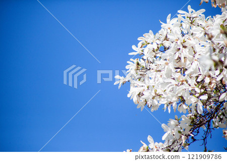 White magnolia and blue sky in spring. Floral background. Flowering trees. Nature. Copy space. 121909786