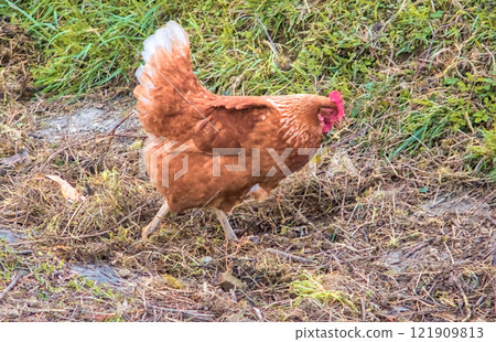 free egg laying farm hen eating in the field 121909813
