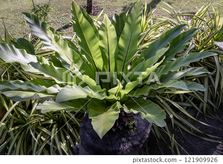 Bird's-nest fern Asplenium nidus planted on Big wood log in a shady area of the city park. Bird's-nest fern Asplenium nidus planted on Big wood log in a shady area of the city park. 121909926