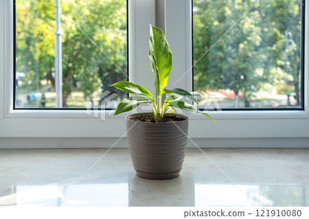 Small green plant in brown pot centered on windowsill, white-framed closed window behind 121910080