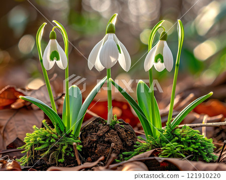 Snowdrop Blooms Beautifully in a Serene Forest Setting at the Perfect Sunset Hour. Snowdrop Days 121910220