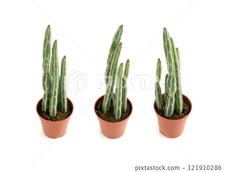 Pickle plant succulent, kleinia table plant, senecio stapeliiformis cactus desk pot, candle stick plant 121910286