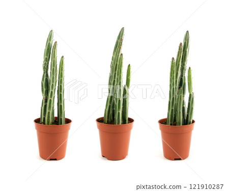 Pickle plant succulent, kleinia table plant, senecio stapeliiformis cactus desk pot, candle stick plant 121910287