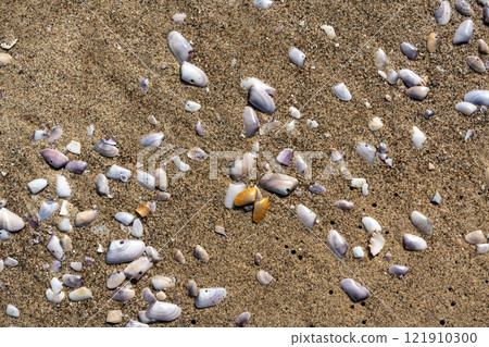 Shells in sand texture background. Seashell on sandy beach nature pattern, ocean dune clams in sunny day 121910300