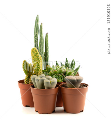 Mini cactus collection, tiny succulents for plant terrarium, office table plants, small cactus desk pots Mini cactus collection, tiny succulents for plant terrarium, office table plants, small cactus desk pots 121910398