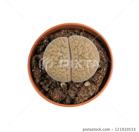 Lithops succulent, live stones office table plant, pebble plants cactus desk pot, interior design plant 121910533