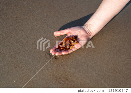 Amber stones on sea coast. Amber gems search on Baltic sea shore, fossilized tree resin crystals on sand 121910547