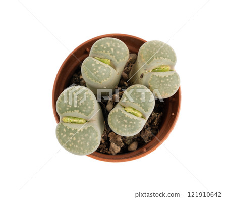 Lithops succulent, live stones office table plant, pebble plants cactus desk pot, interior design plant 121910642