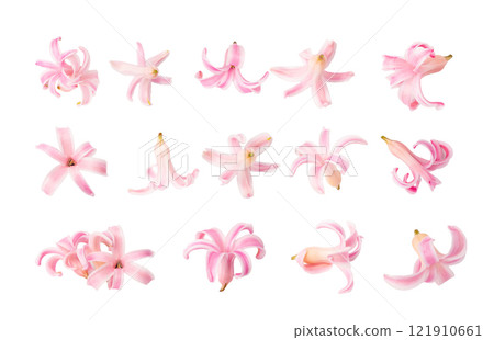 Pink Hyacinth Petals Isolated, Small Hyacinth Flowers 121910661