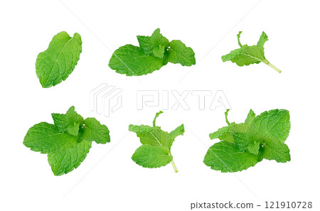 Mint Leaf Isolated, Fresh Menthol Leaves, Green Spearmint, Menthol Herb, Mint Leaf 121910728