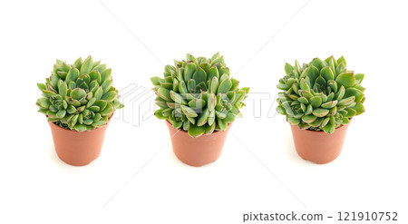 Graptopetalum, leatherpetal succulent isolated, pentandrum superbum office table plant Graptopetalum, leatherpetal succulent isolated, pentandrum superbum office table plant 121910752