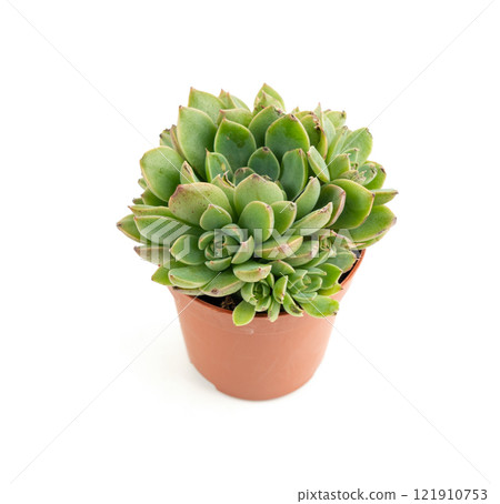 Graptopetalum, leatherpetal succulent isolated, pentandrum superbum office table plant Graptopetalum, leatherpetal succulent isolated, pentandrum superbum office table plant 121910753