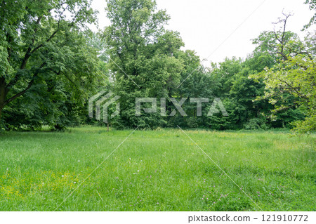 Spring Meadow Texture Background, Green Spring Landscape with Copy Space, Idyllic Meadow Banner 121910772