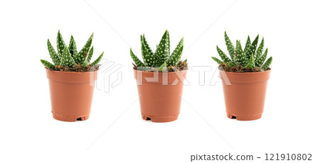 Haworthia succulent, zebra plant, mini aloe vera office table plant, star window cactus desk pot Haworthia succulent, zebra plant, mini aloe vera office table plant, star window cactus desk pot 121910802