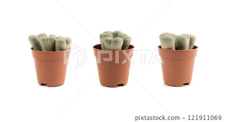 Lithops succulent, live stones office table plant, pebble plants cactus desk pot, interior design plant Lithops succulent, live stones office table plant, pebble plants cactus desk pot, interior design plant 121911069