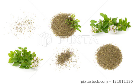 Fresh thyme twig isolated, fresh marjoram leaves, oregano sprig, green thyme seasoning leaf, thyme leaves 121911150