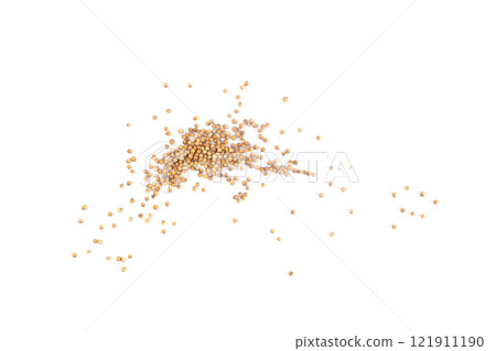 Coriander Seeds Isolated, Cilantro Grains, Chinese Parsley Seed Group, Dry Spices, Seasonings 121911190