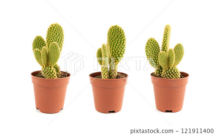 Bunny cactus succulent, Opuntia microdasys office table plant, polka dot mission cactus desk pot 121911400