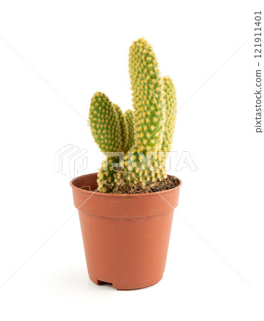 Bunny cactus succulent, Opuntia microdasys office table plant, polka dot mission cactus desk pot 121911401