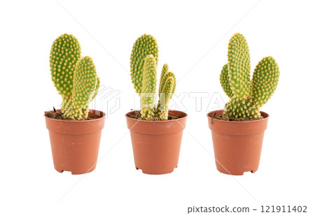 Bunny cactus succulent, Opuntia microdasys office table plant, polka dot mission cactus desk pot 121911402