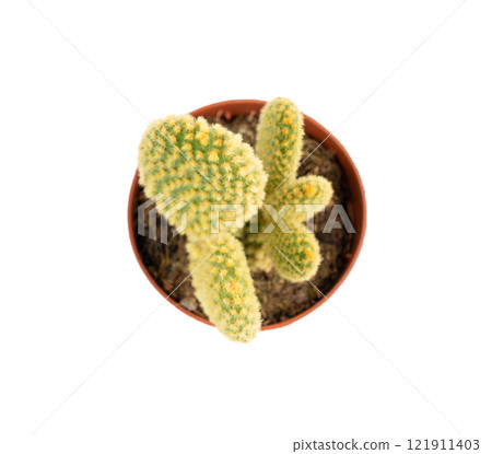 Bunny cactus succulent, Opuntia microdasys office table plant, polka dot mission cactus desk pot Bunny cactus succulent, Opuntia microdasys office table plant, polka dot mission cactus desk pot 121911403