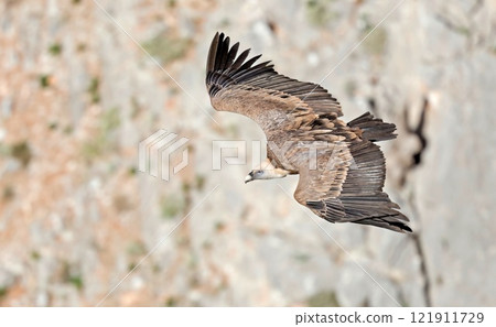 Griffon Vulture - Gyps fulvus, Crete 121911729