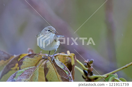 Chiffchaff - Phylloscopus collybita, Greece  121911739