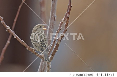 Female Italian Sparrow or cisalpine sparrow (Passer italiae), Crete Female Italian Sparrow or cisalpine sparrow (Passer italiae), Crete 121911741