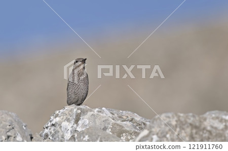 Blue Rock-thrush (Monticola solitarius), Greece 121911760