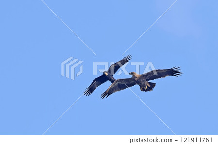 Steppe eagle (Aquila nipalensis), Crete 121911761