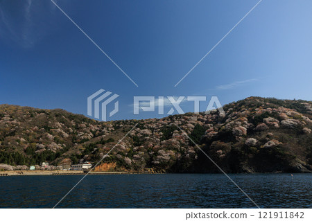 [福井縣] 神子之山櫻 121911842