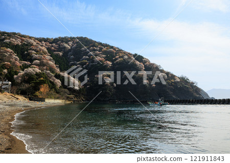 [Fukui Prefecture] Miko no Yamazakura 121911843