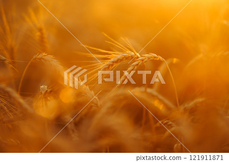 Wheat field. Ears of golden wheat close up. Beautiful Nature Sunset Landscape. Wheat field. Ears of golden wheat close up. Beautiful Nature Sunset Landscape. 121911871