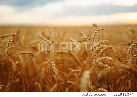 Amazing background of ripening ears of yellow wheat field against the blue sky. Agricultural farm. 121911874