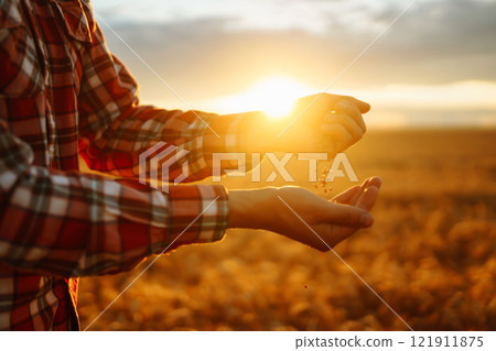 Farmers hands pour grain into field from hand to hand. Agriculture, gardening or ecology concept. Farmers hands pour grain into field from hand to hand. Agriculture, gardening or ecology concept. 121911875