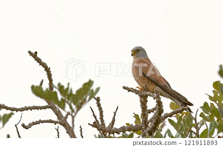 Lesser kestrel - Falco naumanni, Crete Lesser kestrel - Falco naumanni, Crete 121911893