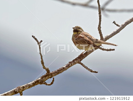 Cirl Bunting (Emberiza cirlus), Greece 121911912