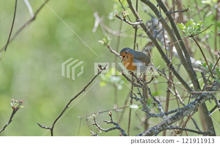 European Robin - Erithacus rubecula, Greece 121911913