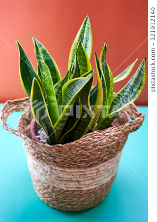 Snake Plant in a Woven Basket against an Orange and Blue Background. Snake Plant in a Woven Basket against an Orange and Blue Background. 121912140