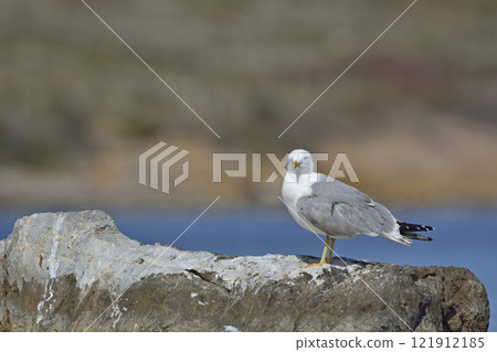 Yellow-legged Gull (Larus michahellis), Crete, Greece Yellow-legged Gull (Larus michahellis), Crete, Greece 121912185